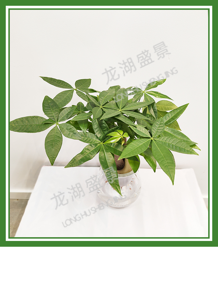 小(xiǎo)型綠植