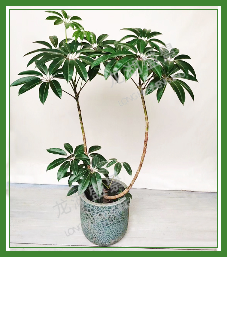 造型植物(wù)