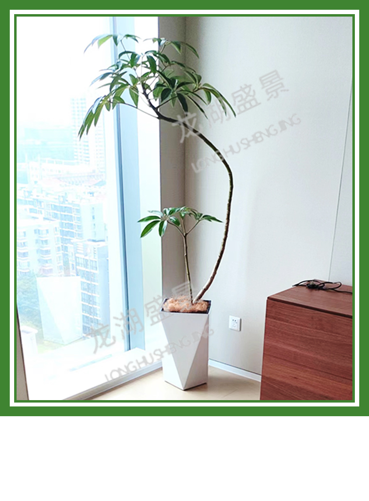 造型植物(wù)