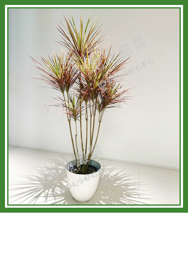 造型植物(wù)